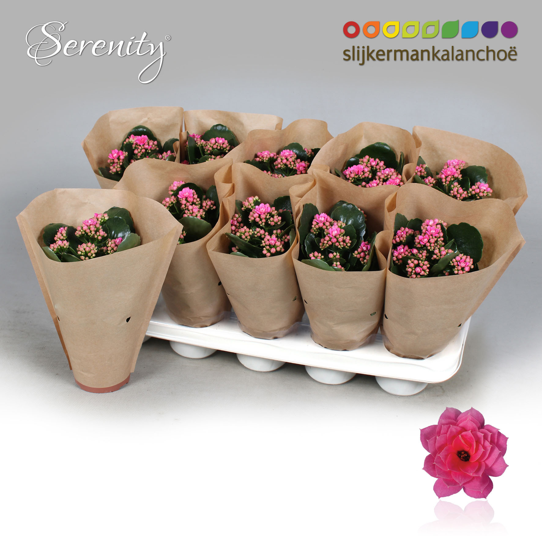 Kalanchoe Papersleeve - Serenity Pink, D 10,5