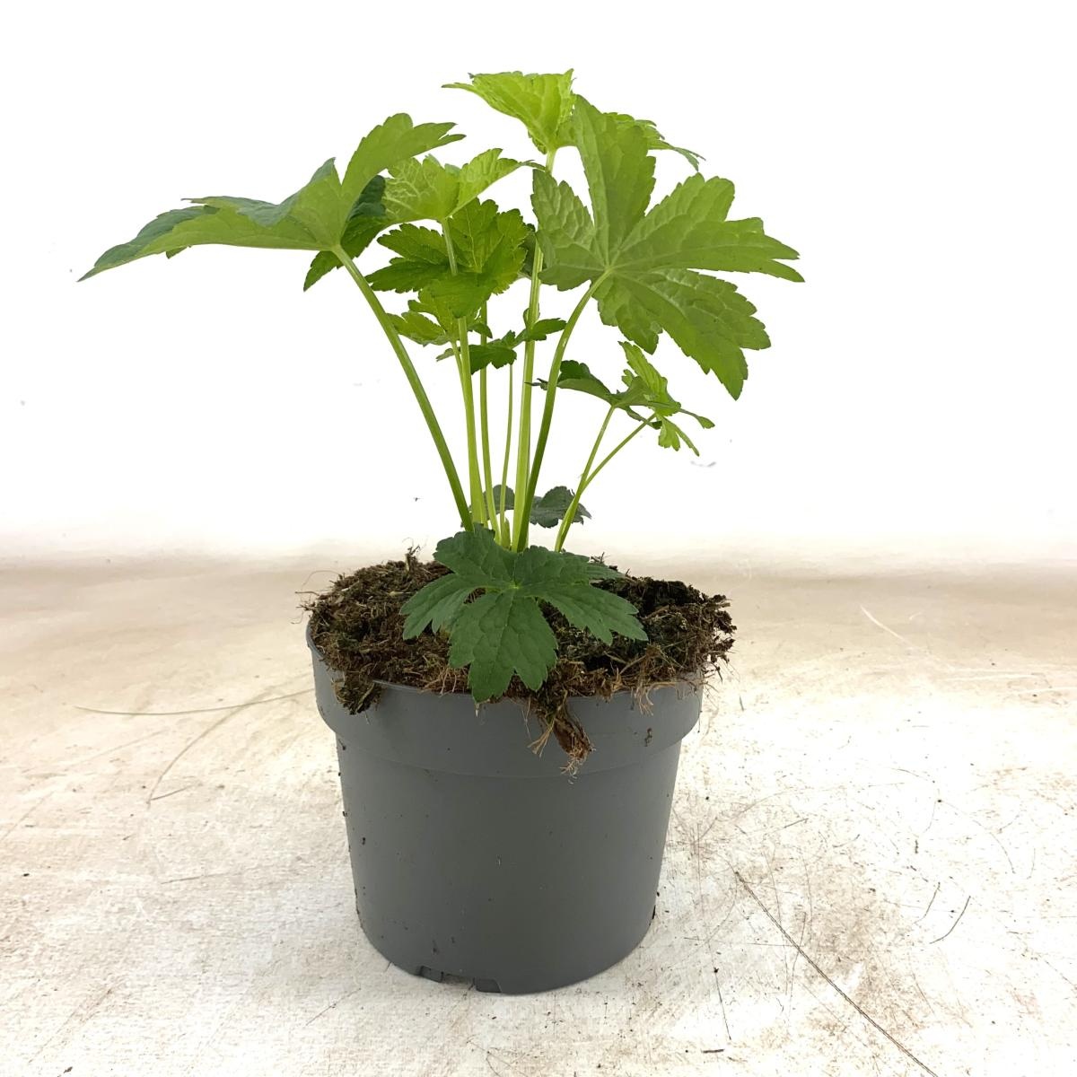 Astrantia maj. 'Shaggy', D 17 cm