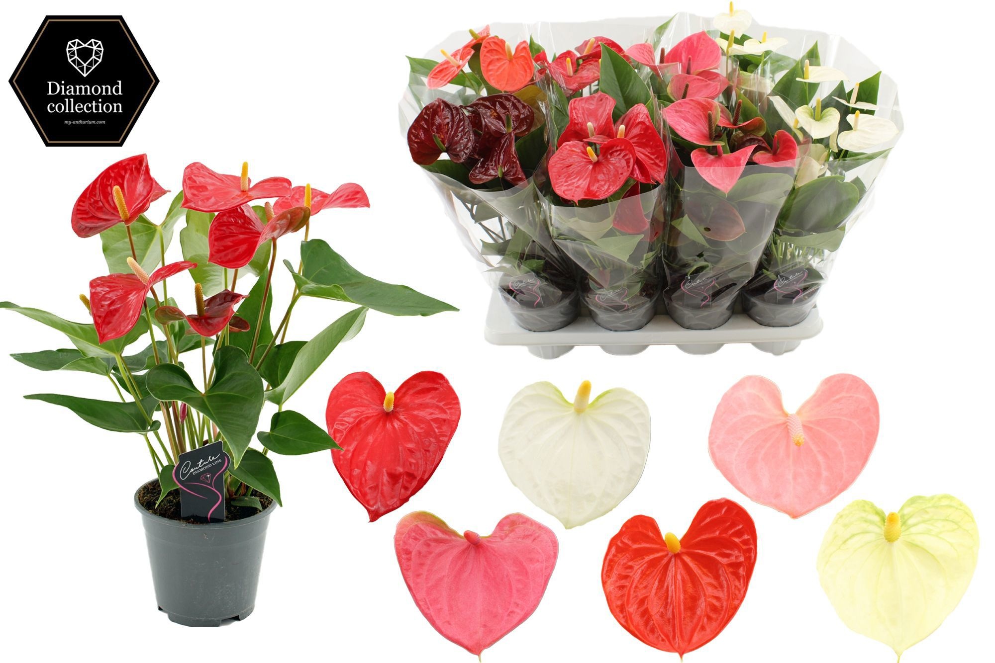 Anthurium 14 cm 4 color mix - Diamond etiket - Blanco hoes, D 14 cm Anthurium 14 cm 4 color mix - Diamond etiket - Blanco hoes, D 14 cm