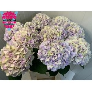 Гортензия Роял Сюрпрайз Классик 80, шт.