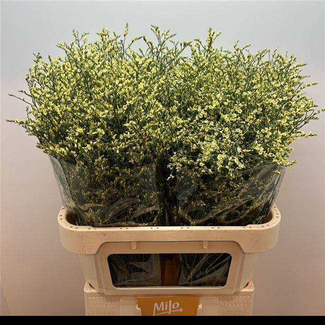 Лимониум Чайна Еллоу 80, шт.