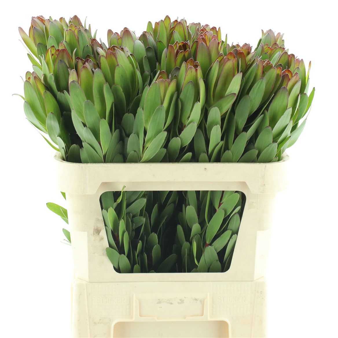 Леукадендрон Сафари Голдстрайк 80 (зел.), шт.