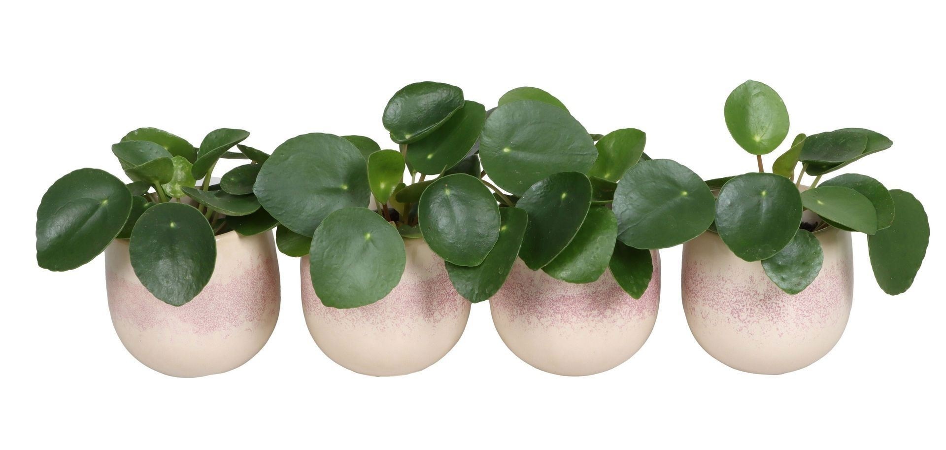 L 67342 With Pilea Peperomides 6 cm, D 6