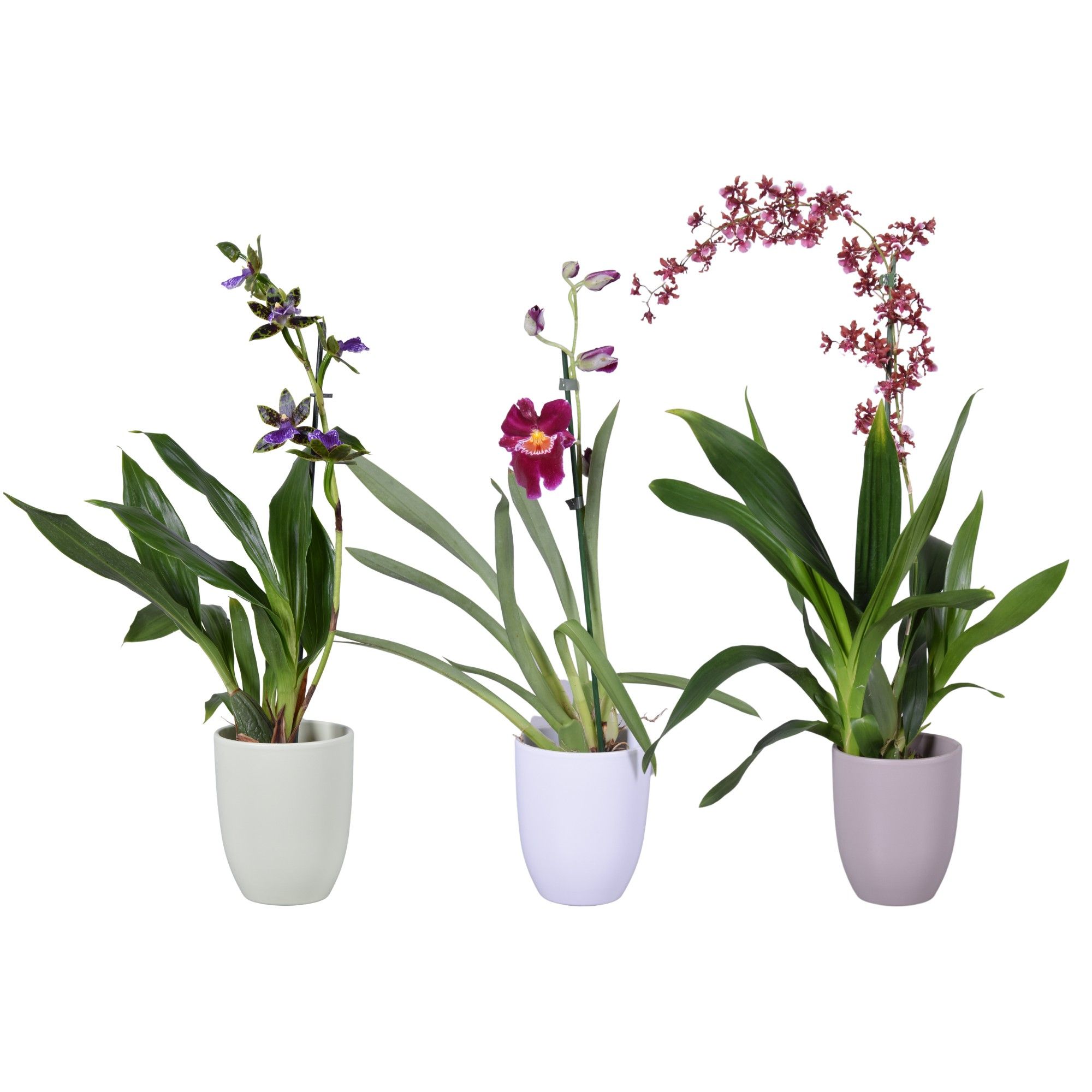 Spring mix 1 tak met groen, wit en taupe keramiek, D 14 cm