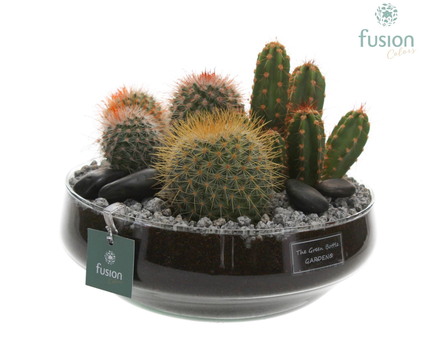 Green Bottle glas Iris met Cactus, D 24
