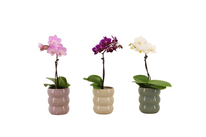 Liam p06 keramiek Tiny Dolls mix 1T07+ Aqu@, D 6