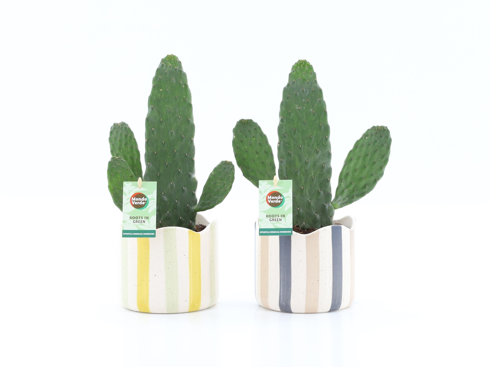 Opuntia rubescens Consolea in Nouveau keramiek, D 13