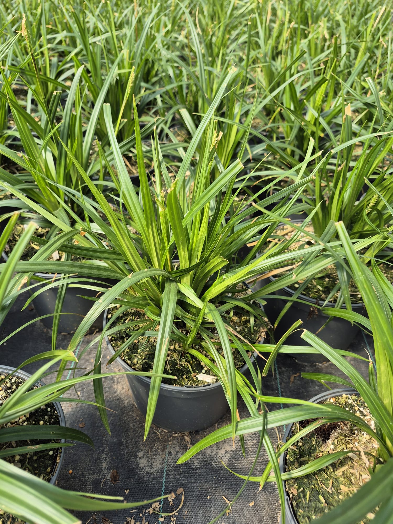 Carex mor. 'Irish Green', D 19