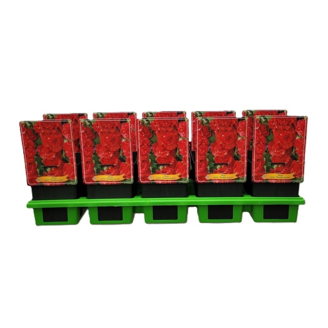 Alcea rosea 'Double Scarlet' P11, D 11