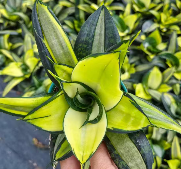 Сансевиерия голден ханни 11 25 11 17