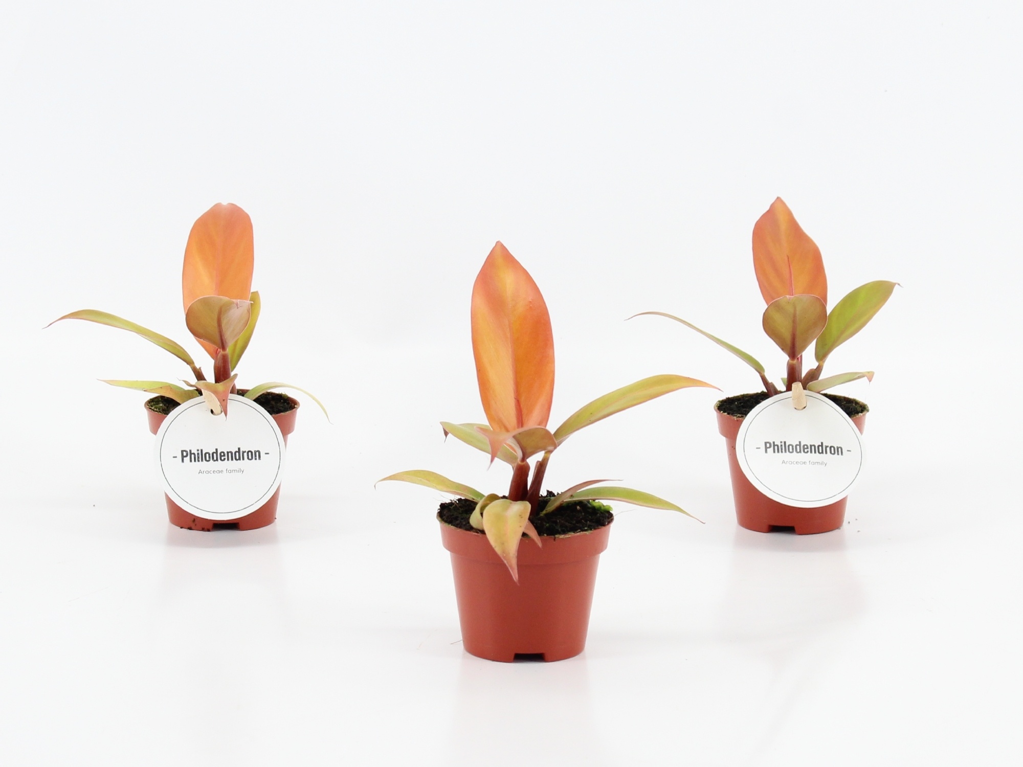 Philodendron Prince of Orange, D 6