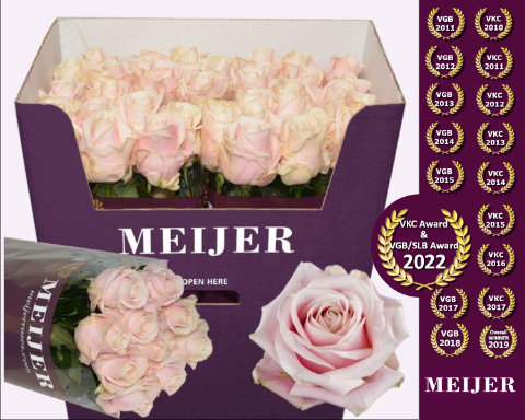 Роза од. Свит Аваланш+ 80, шт.