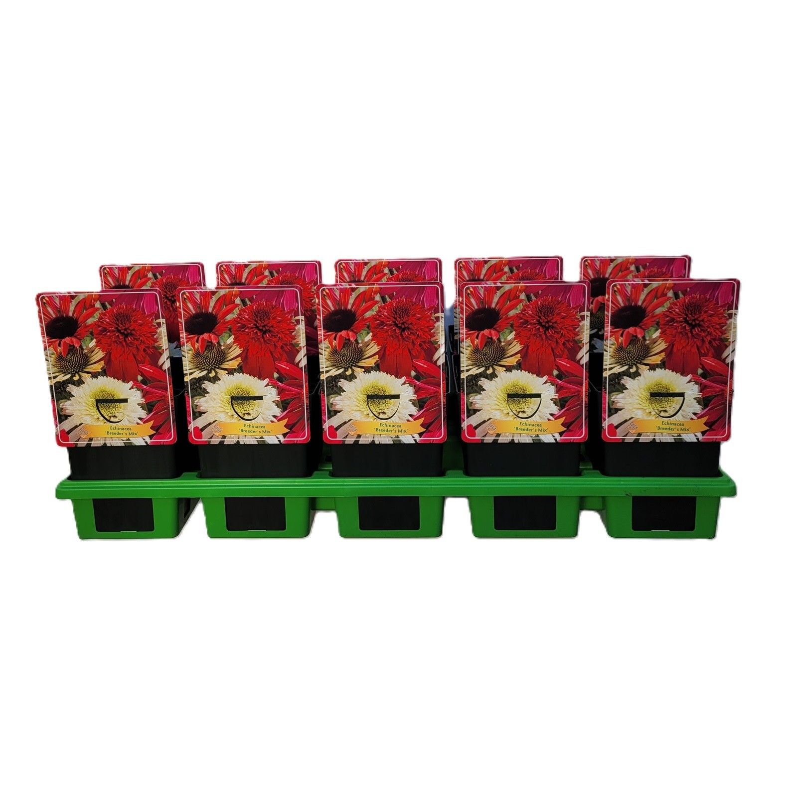 Echinacea Purpurea 'Breeders Mix' P11, D 11