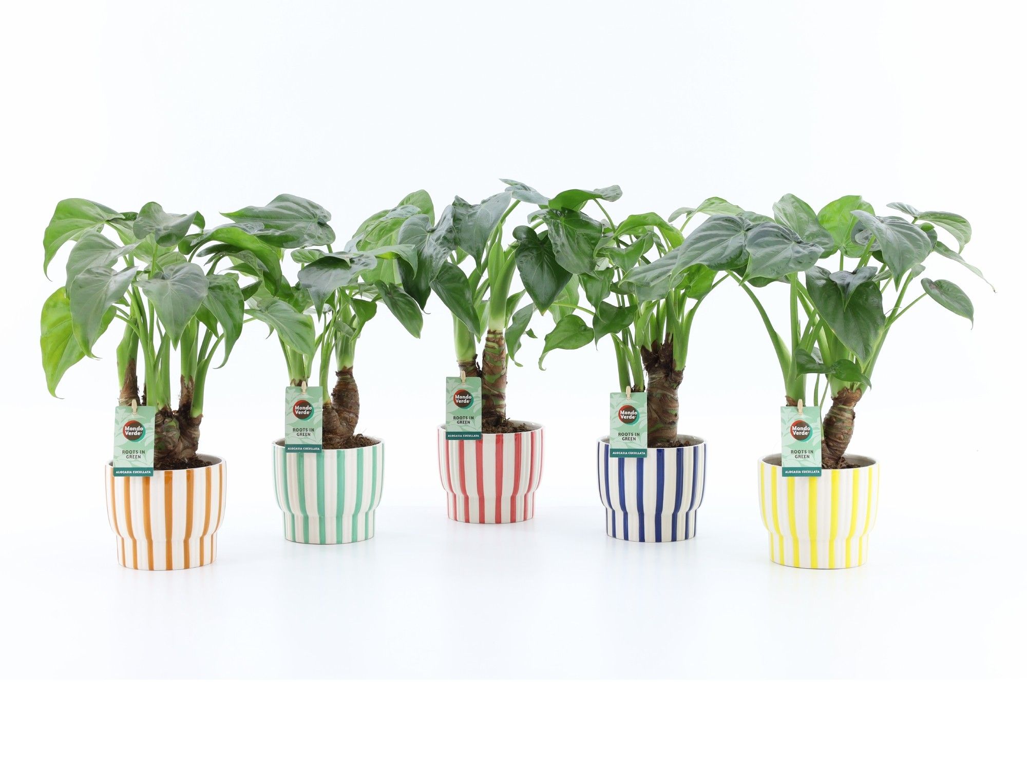 Alocasia Cucullata op stam in Pastel Stripes Keramiek, D 13