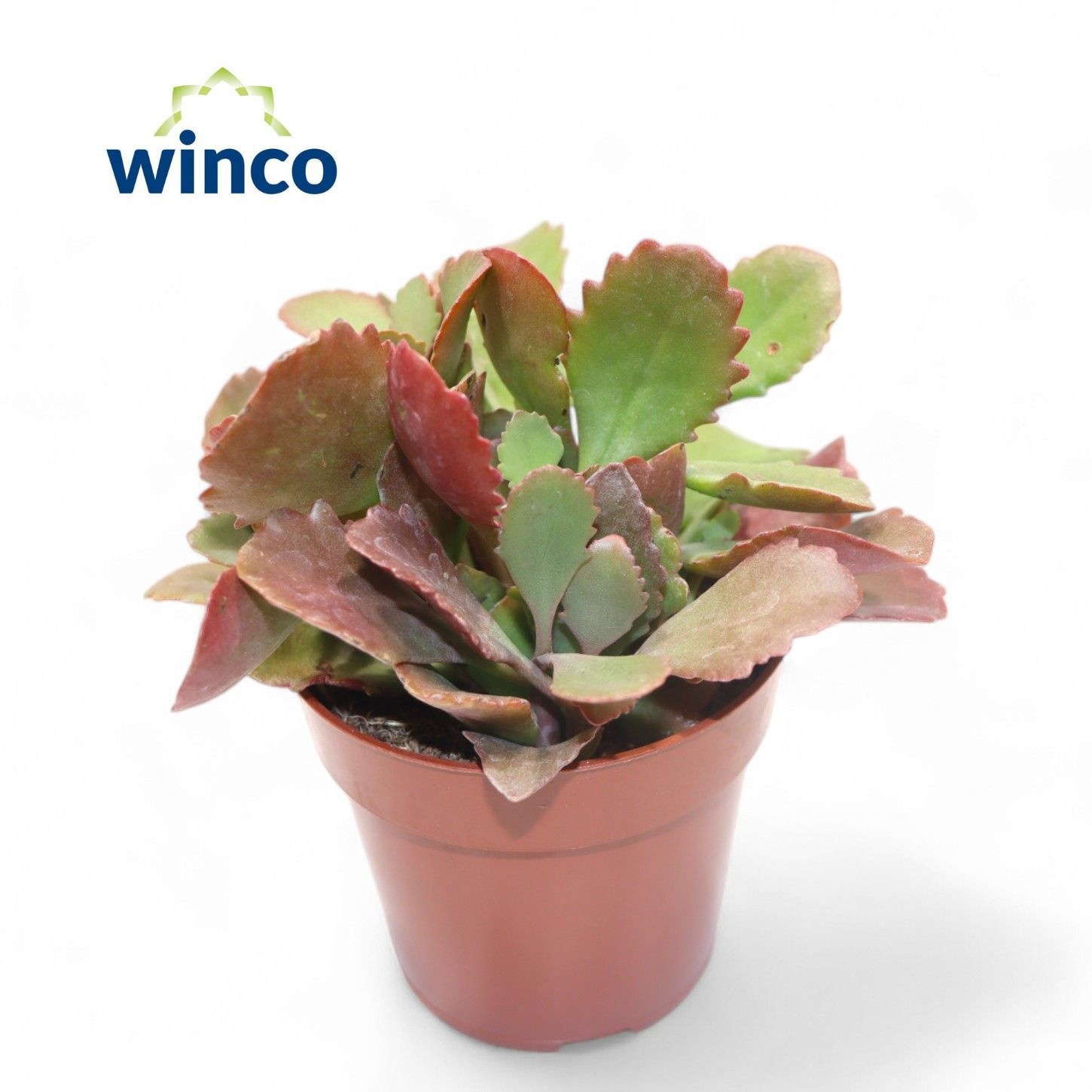 Kalanchoe Rubinea, D 8,5