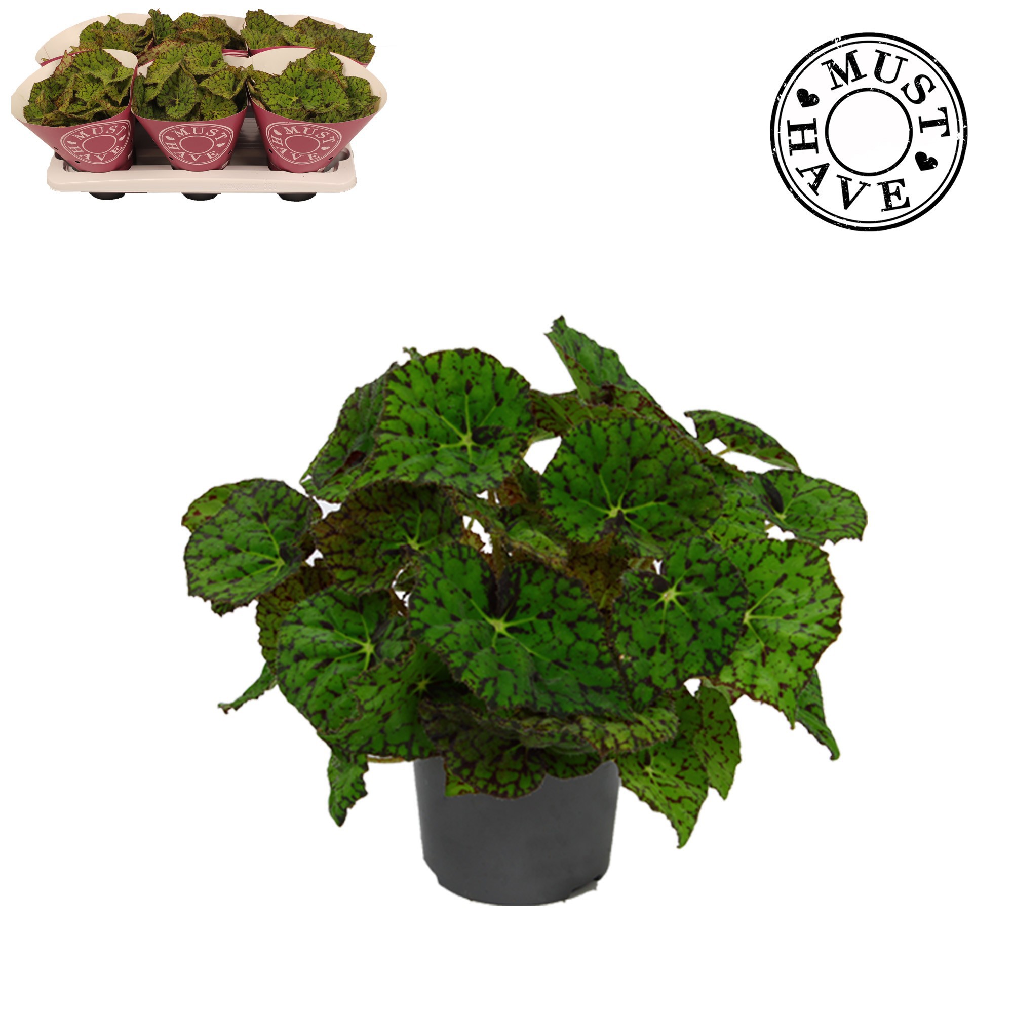 Bladbegonia Rex Lime Fever MUST HAVE, D 13 cm
