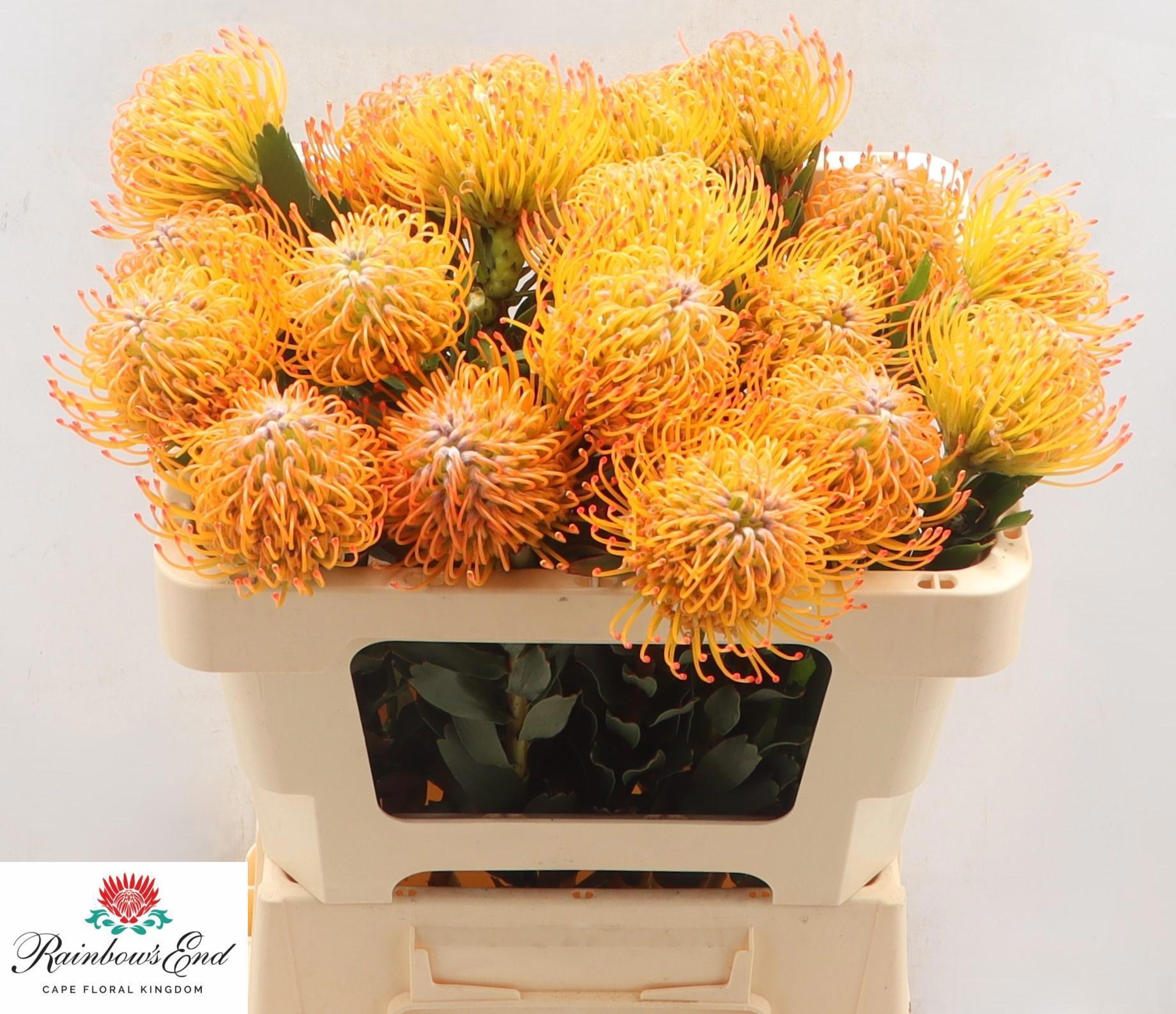 Нутанс Айоба Сан 50, шт.