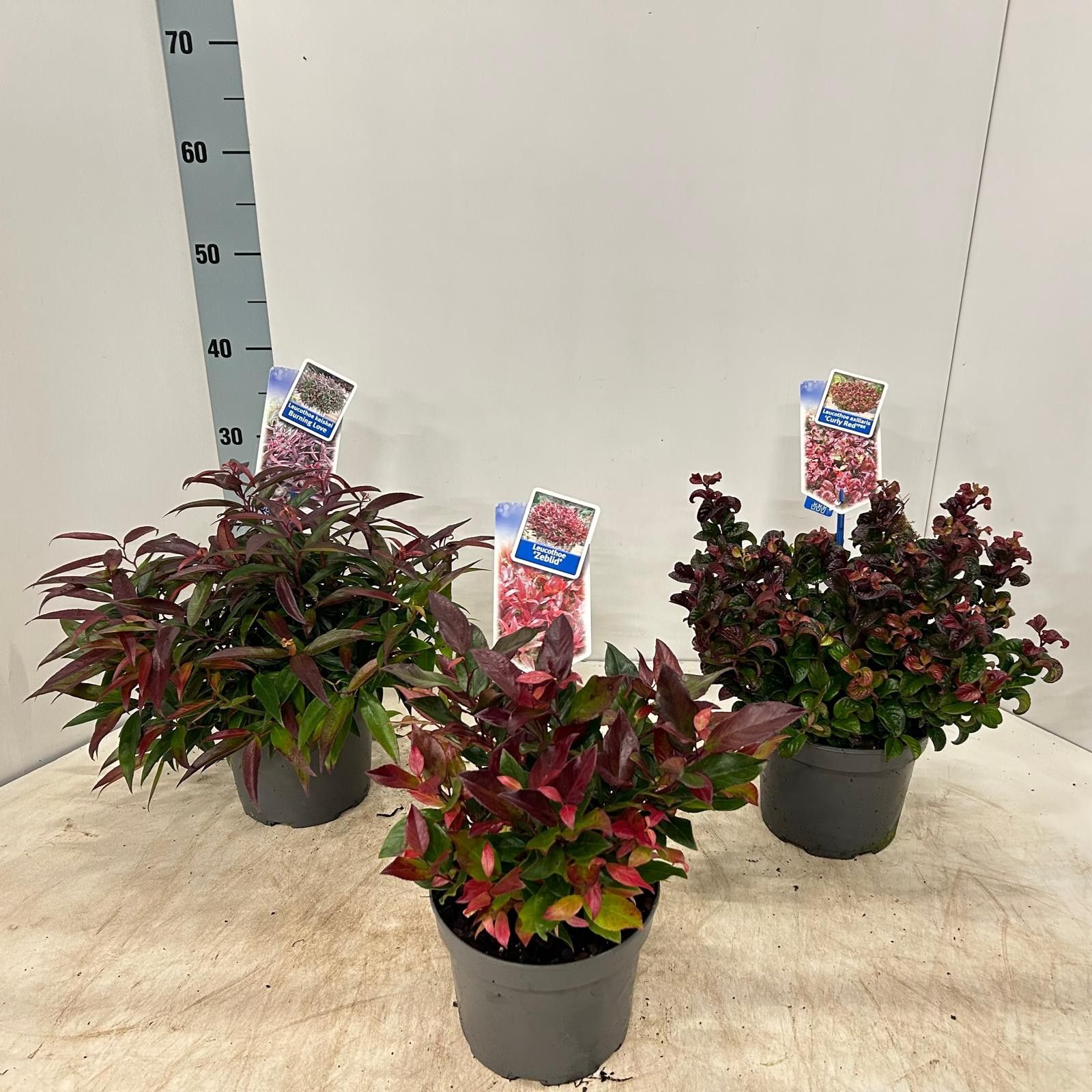 Leucothoë mix (minimum order one layer), D 17