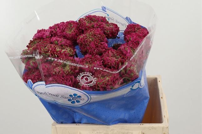 Ранункулус Пон Пон Аладдин 40, шт.