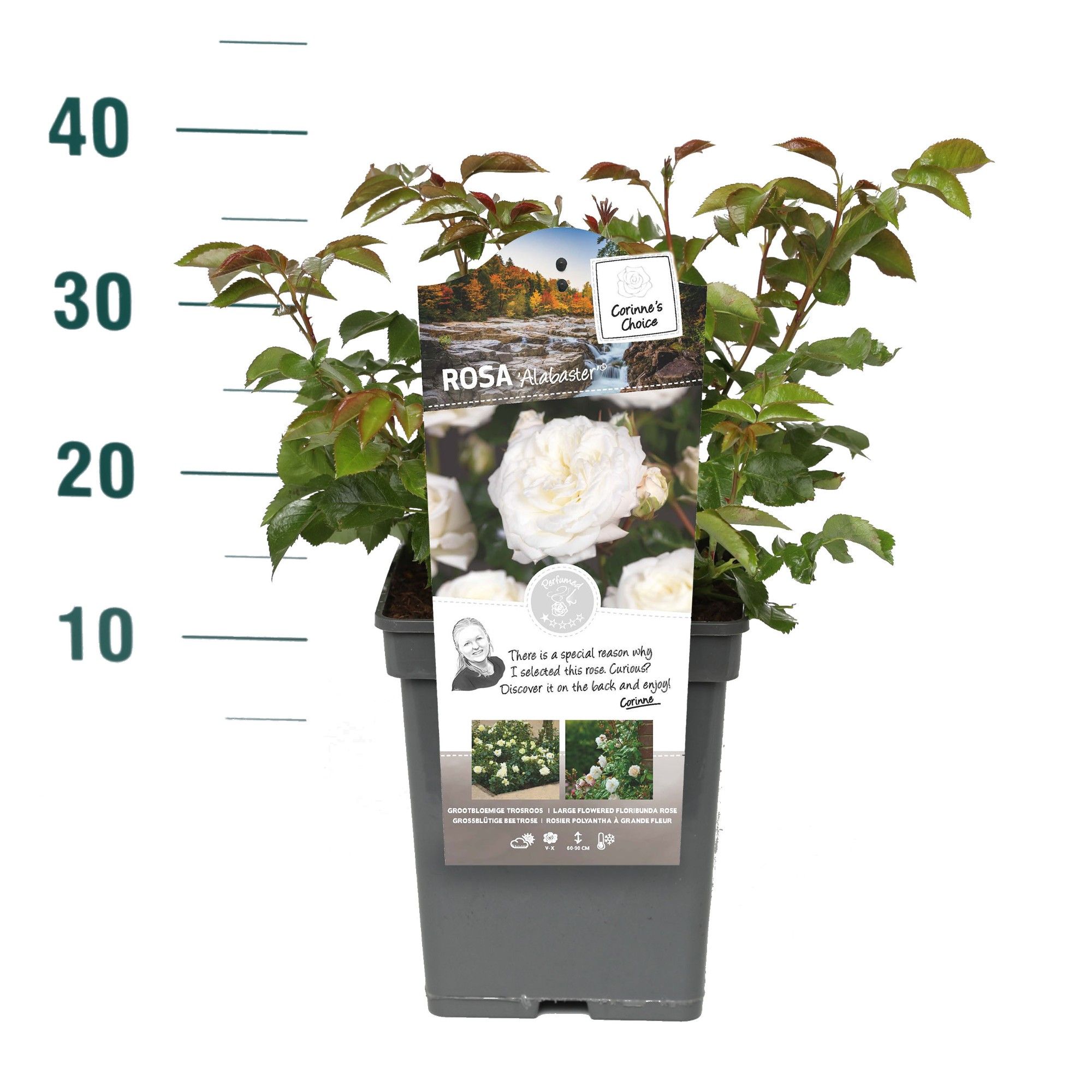 Rosa 'Alabaster' - Struik - VP5 - Categorie 3, D 23 cm Rosa 'Alabaster' - Struik - VP5 - Categorie 3, D 23 cm
