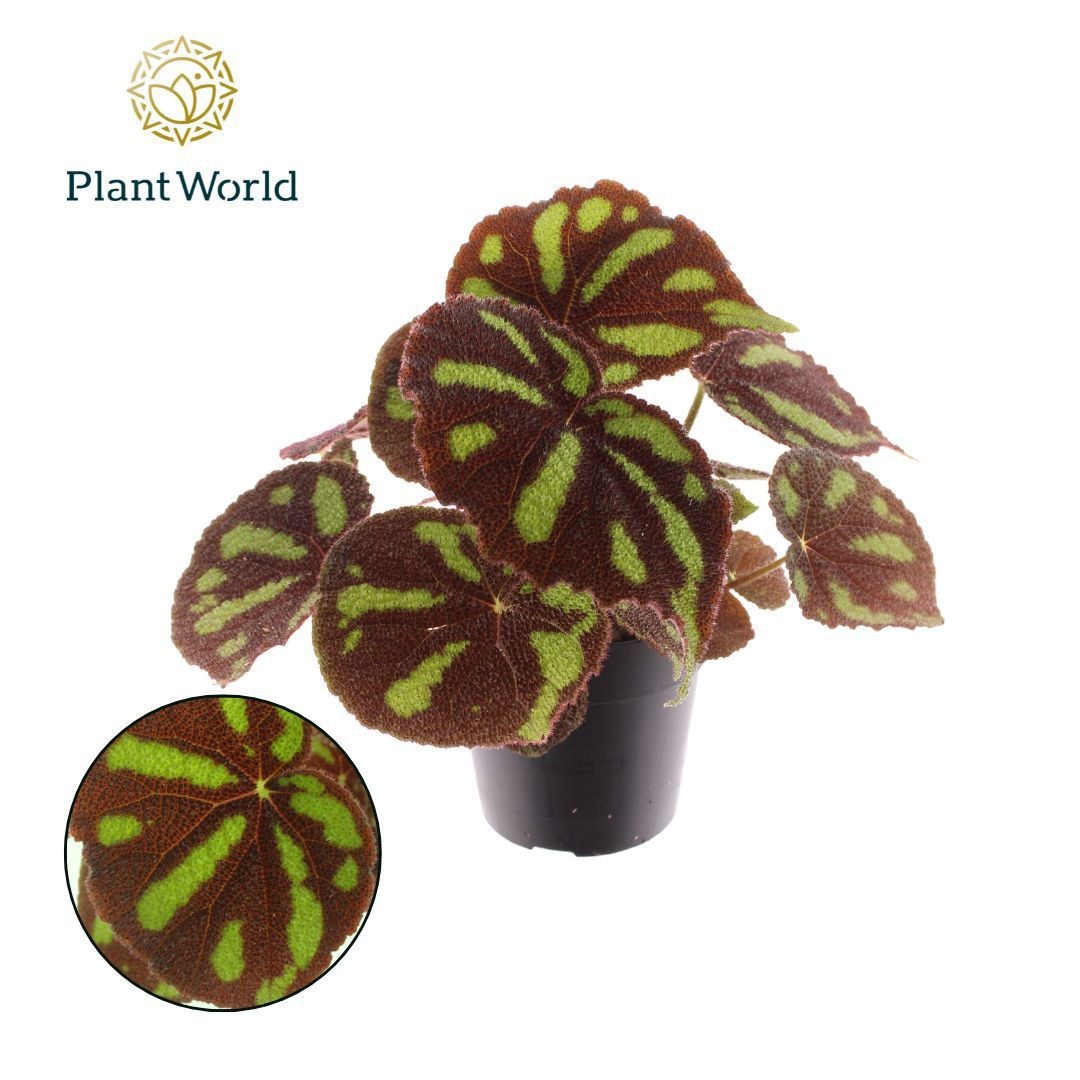 Begonia Masoniana Boulder, D 14
