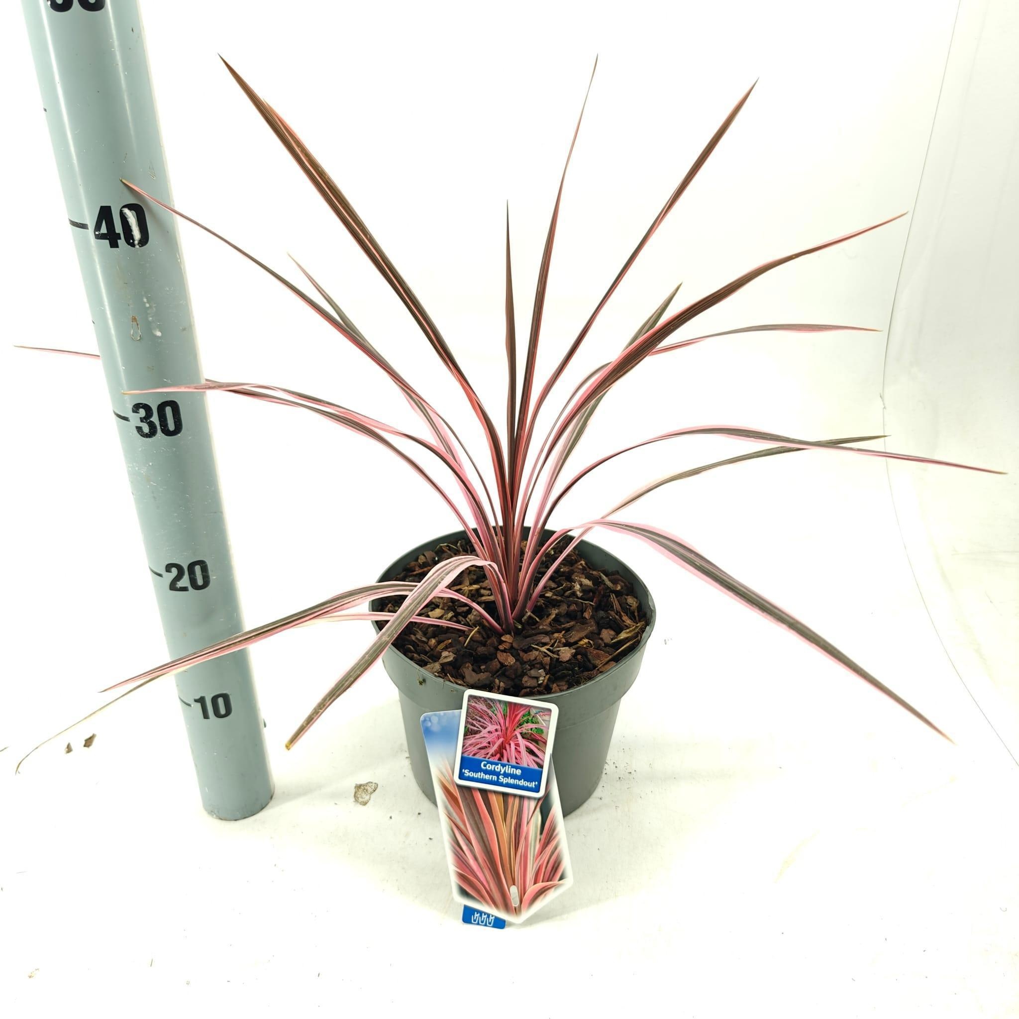 Cordyline australis 'Pink Southern Splendour', D 19
