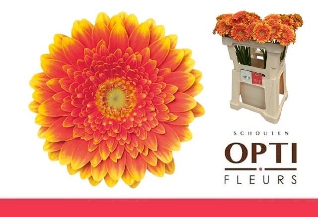 Гермини Фрэнки, шт.