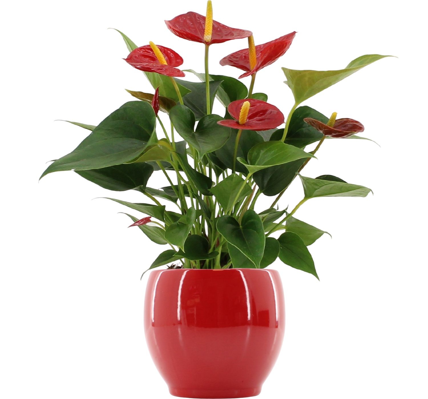 Anthurium Diamond Red in Bombay gloss ceramics, D 12 cm