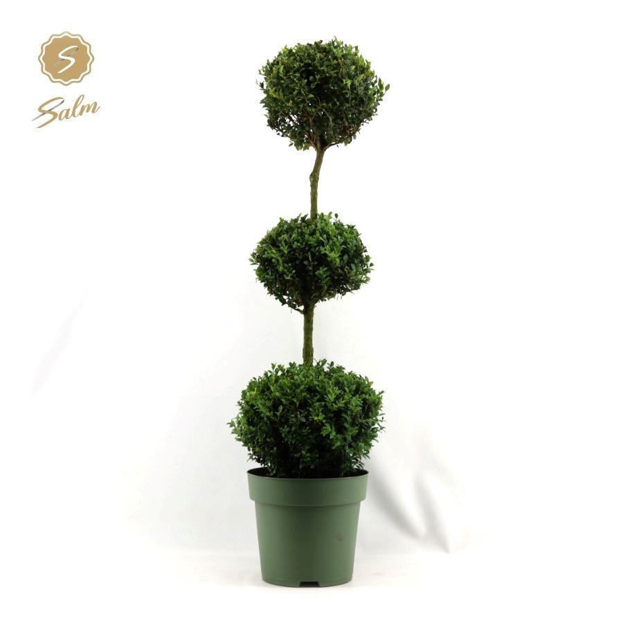 Buxus semp. Trio-Ball on Stem, D 27