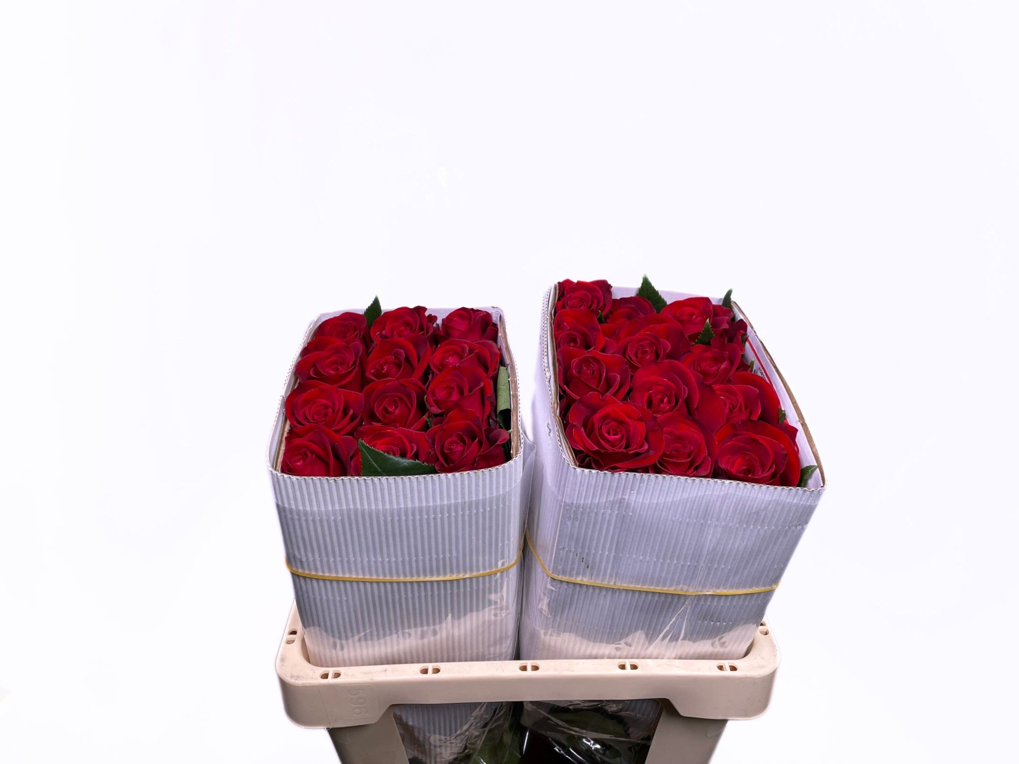 Роза од. Форчун 60, шт.