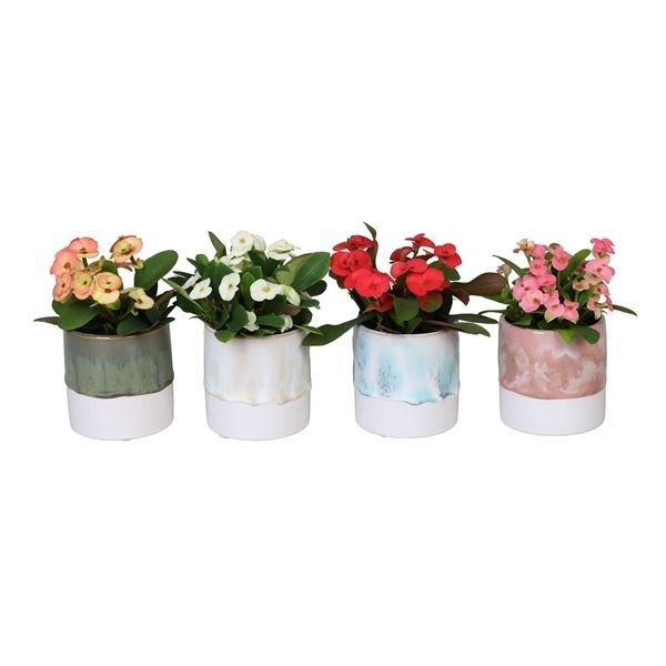 L 67024 With Euphorbia Milii 6 cm, D 6 cm