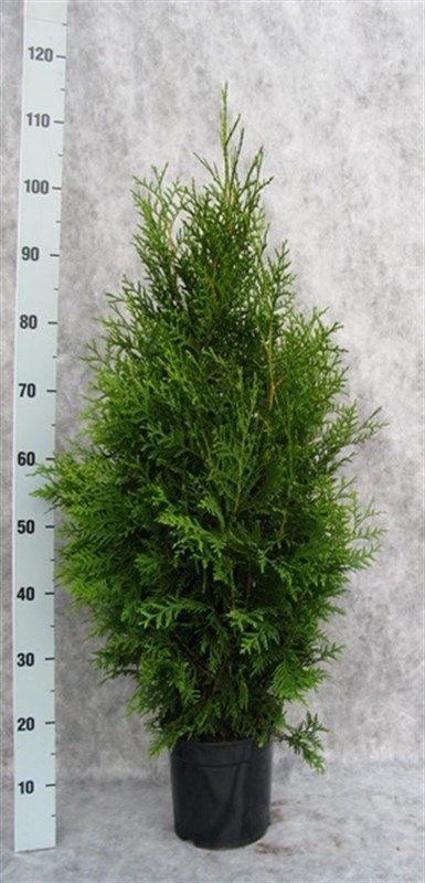Thuja occidentalis 'Brabant', D 21