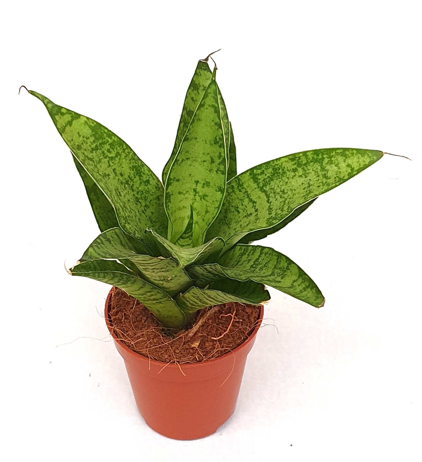 Sansevieria 'Tough Lady', D 5,5