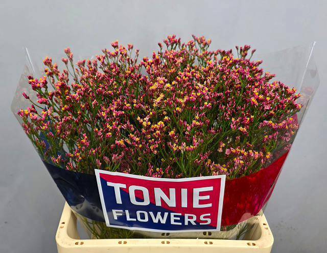 Лимониум Макс Даймонд 65, шт.