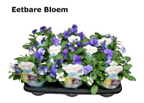 Viool Trio mix Athens eetbare bloem zonder etiket, D 12