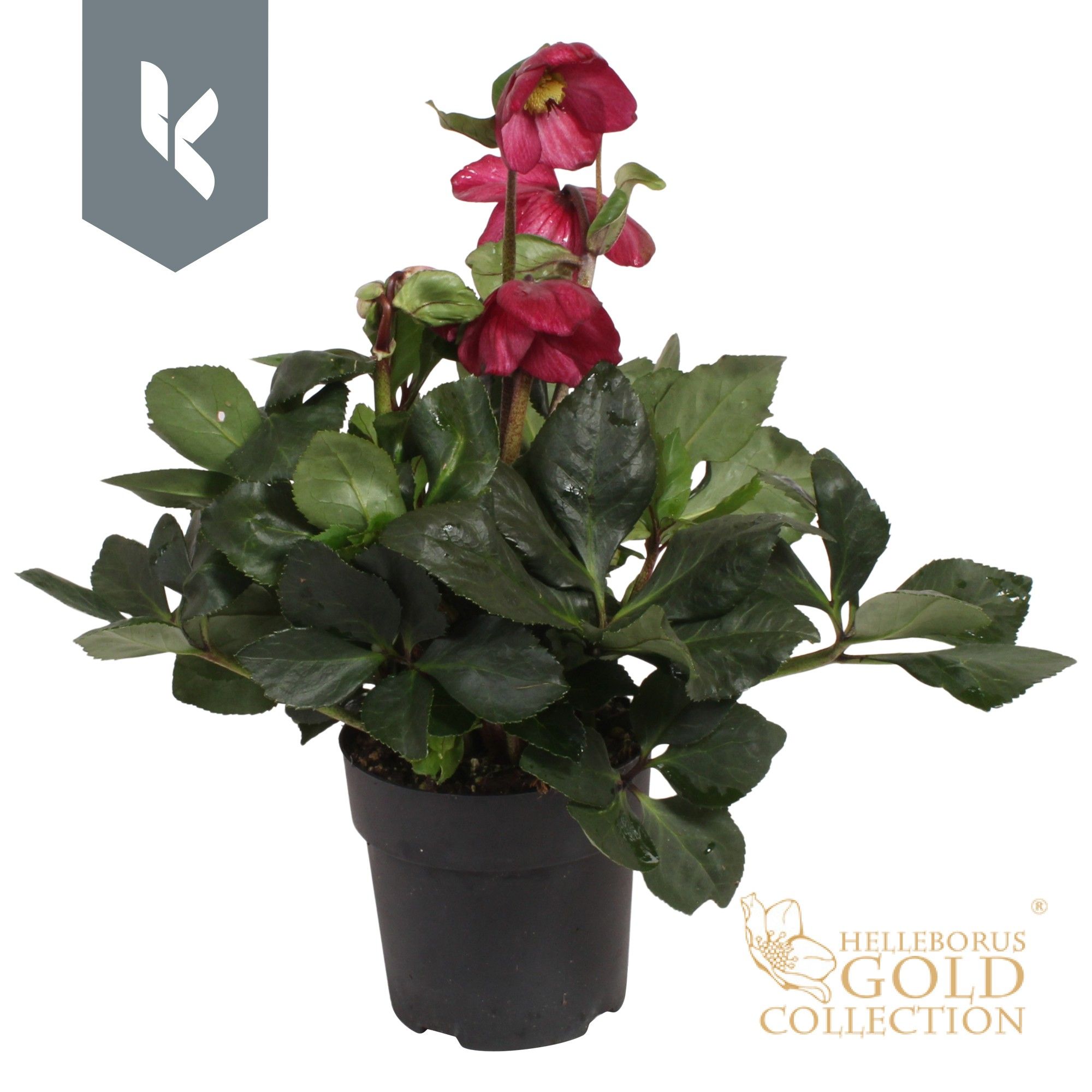 HGC Helleborus Winter Ballet Karli, D 15 cm