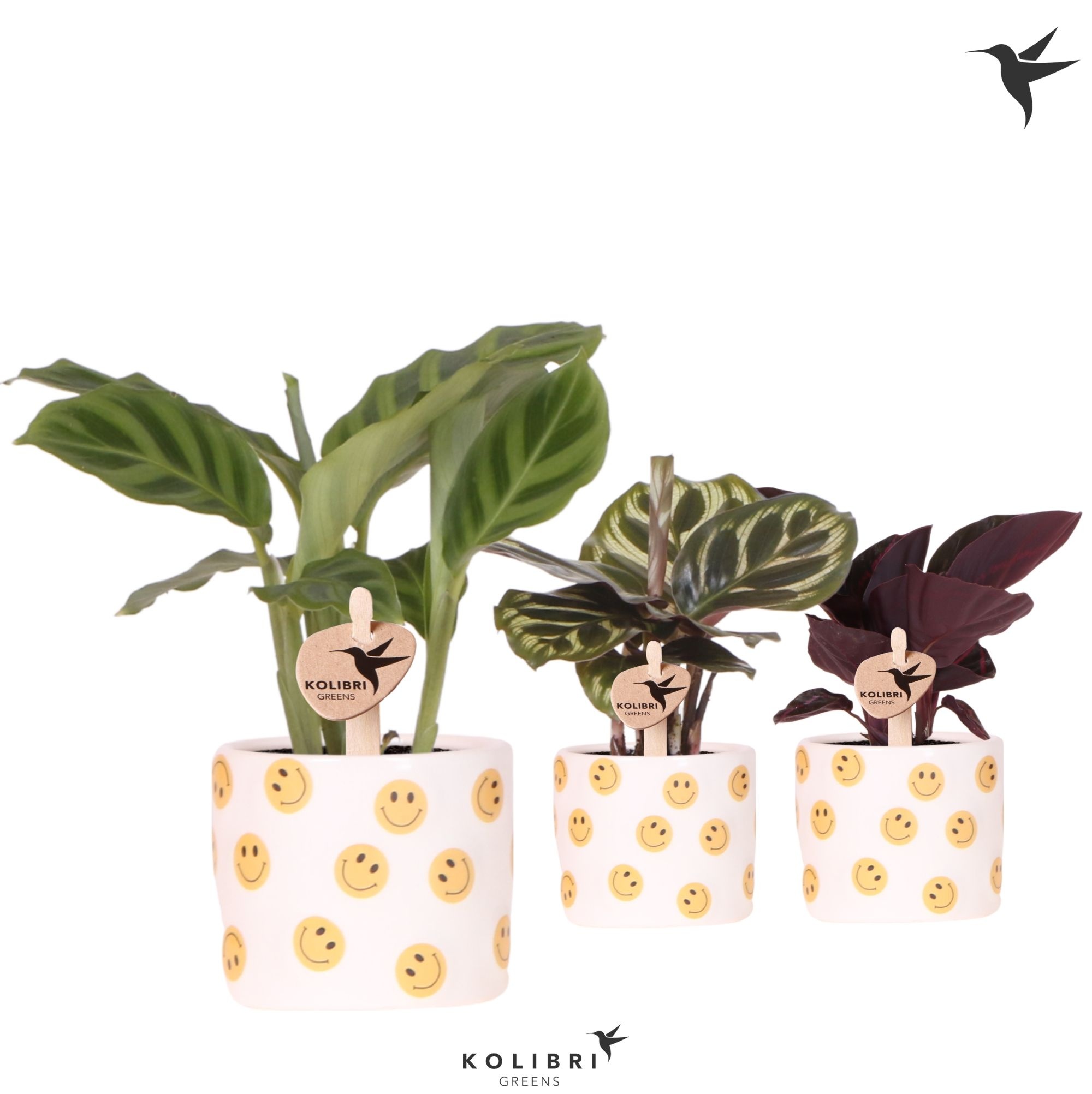 Kolibri Greens Calathea mix in Smiley pot, D 6