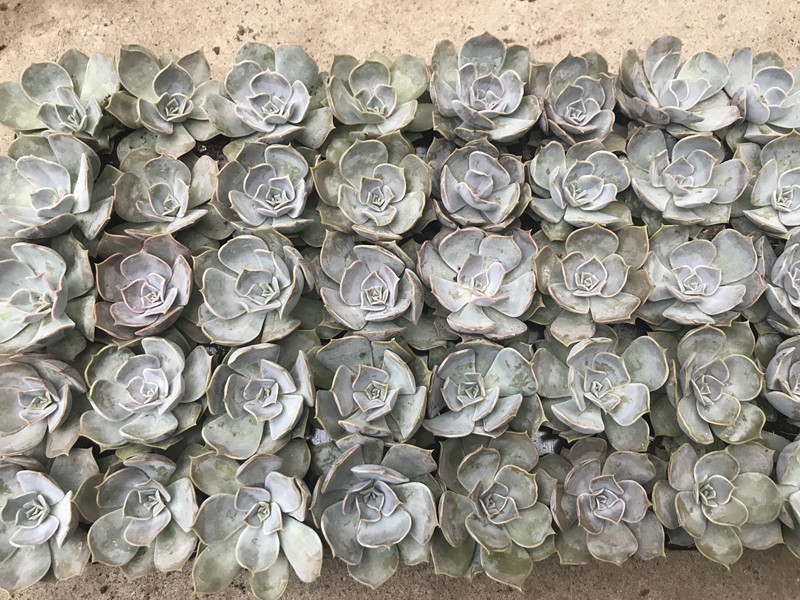 ECHEVERIA LILACINA, D 6