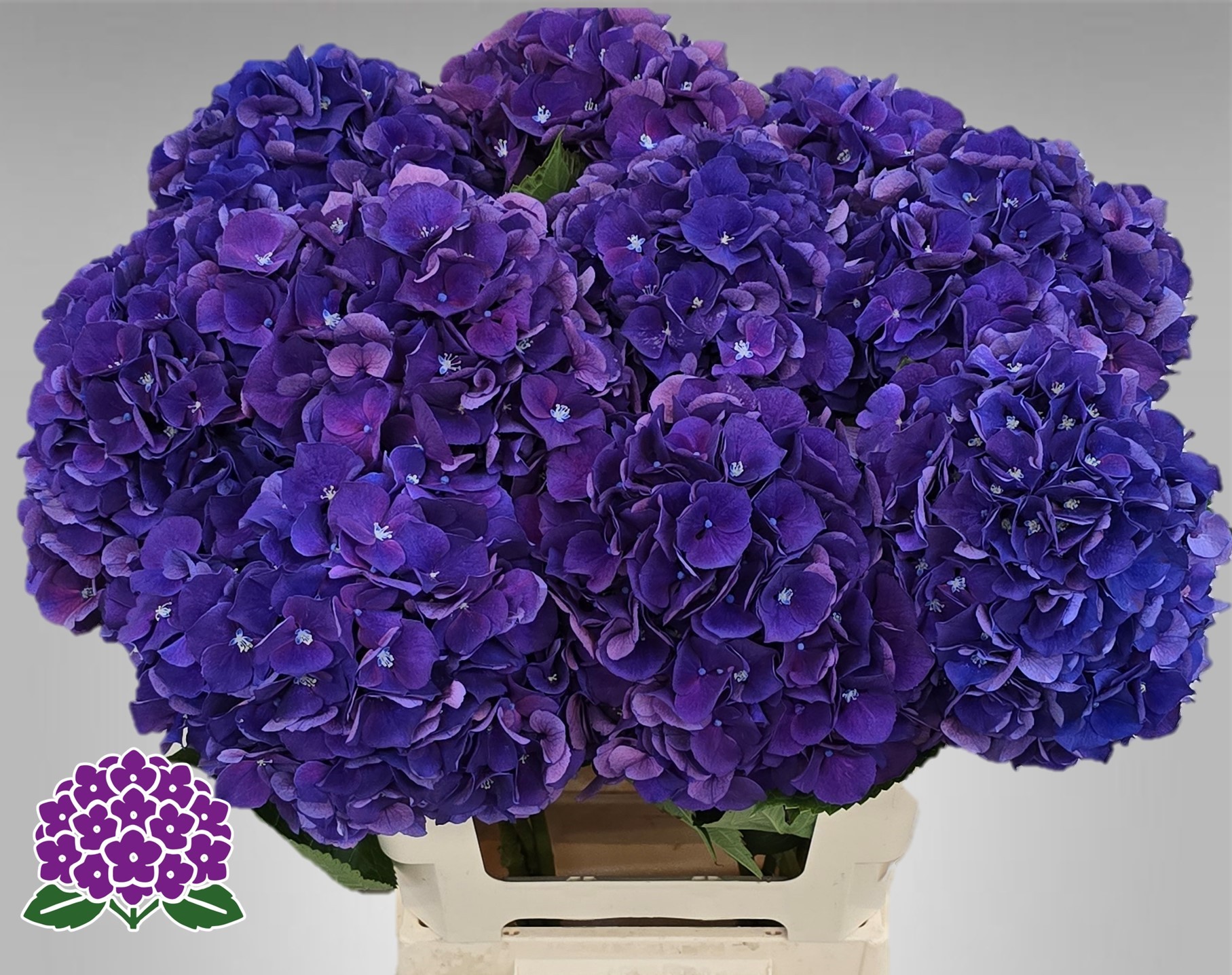 Гортензия Роял Кинг 50, шт.