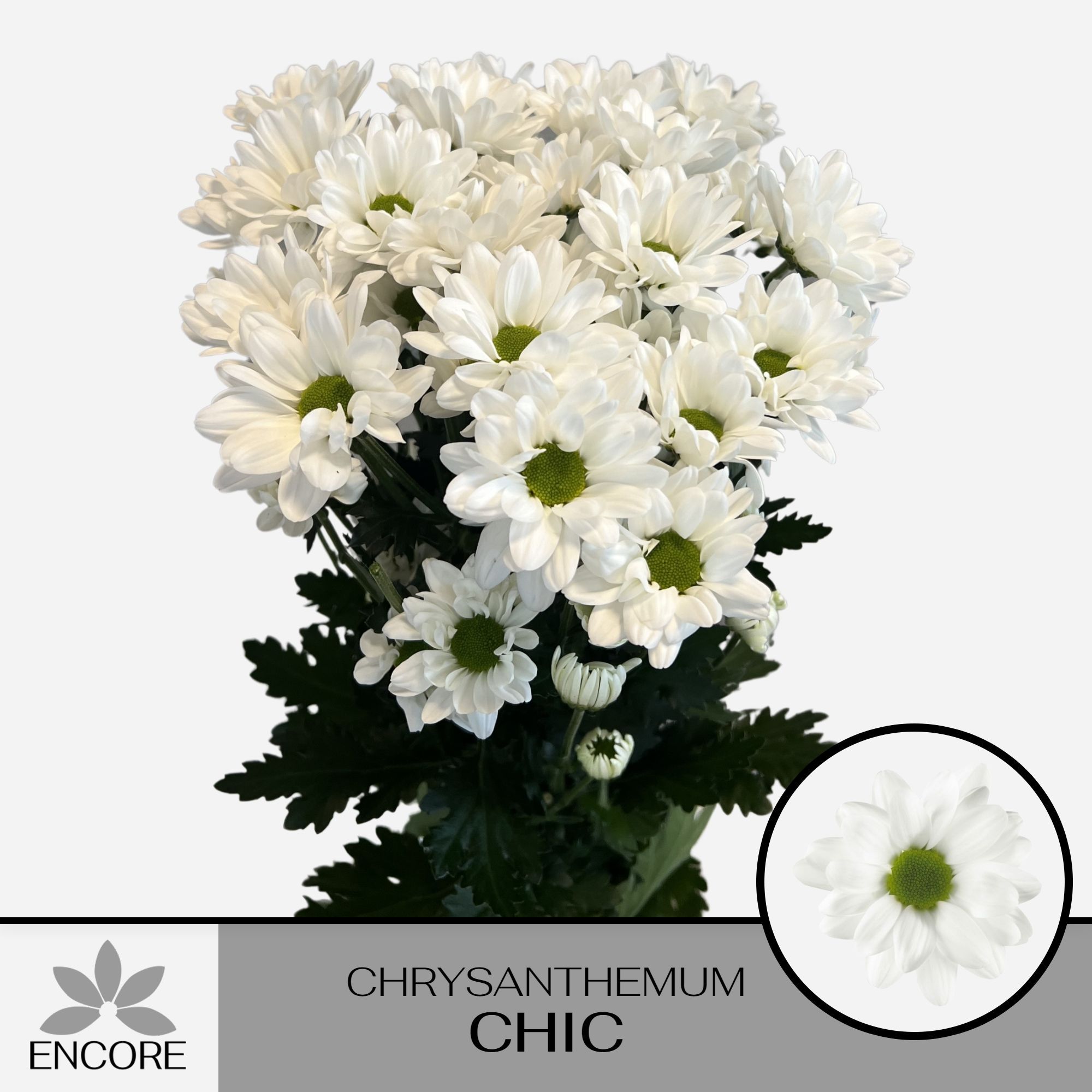 Хризантема куст. Чик 70 (бел.), шт.