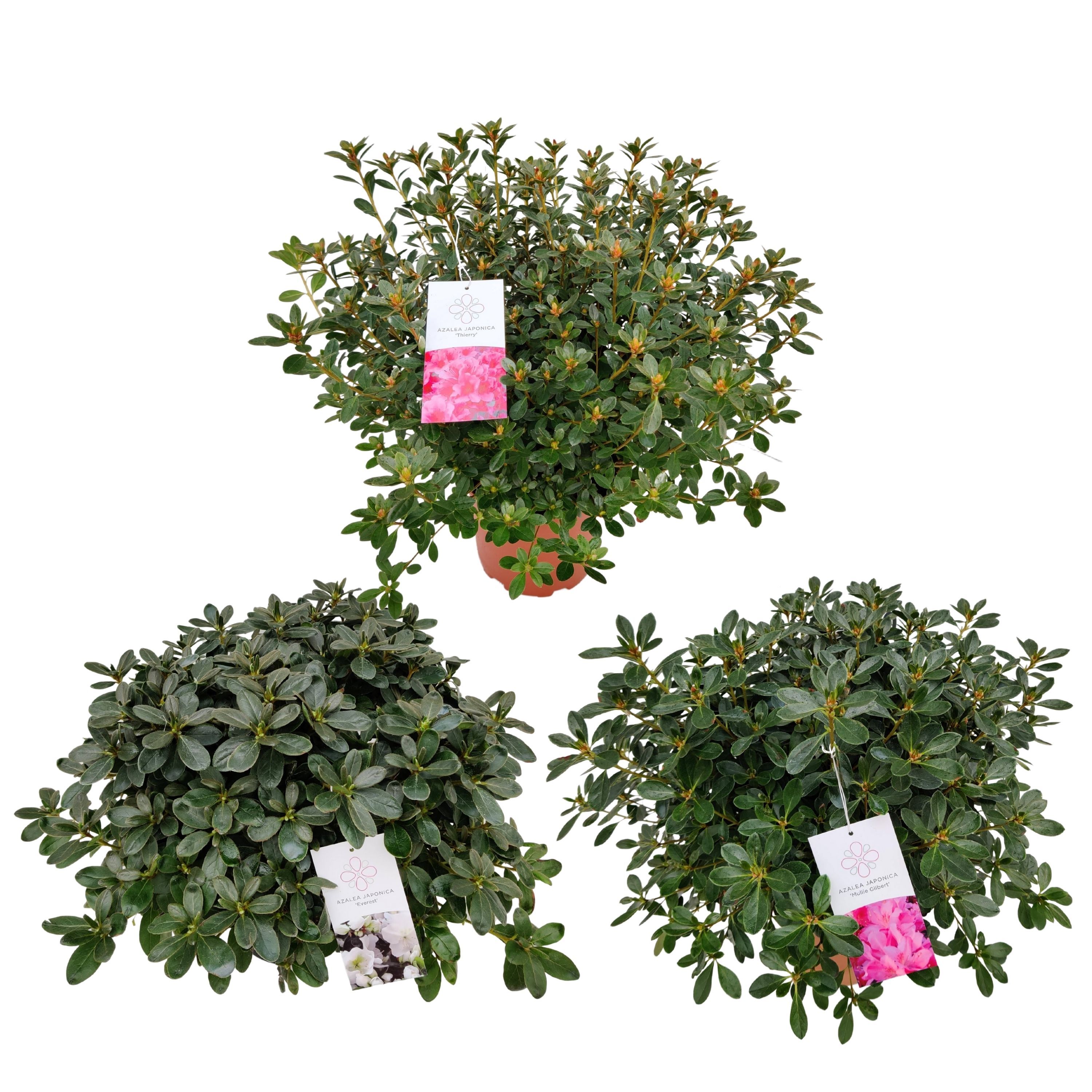 Azalea Japonica 25/P21 'Mix', D 21