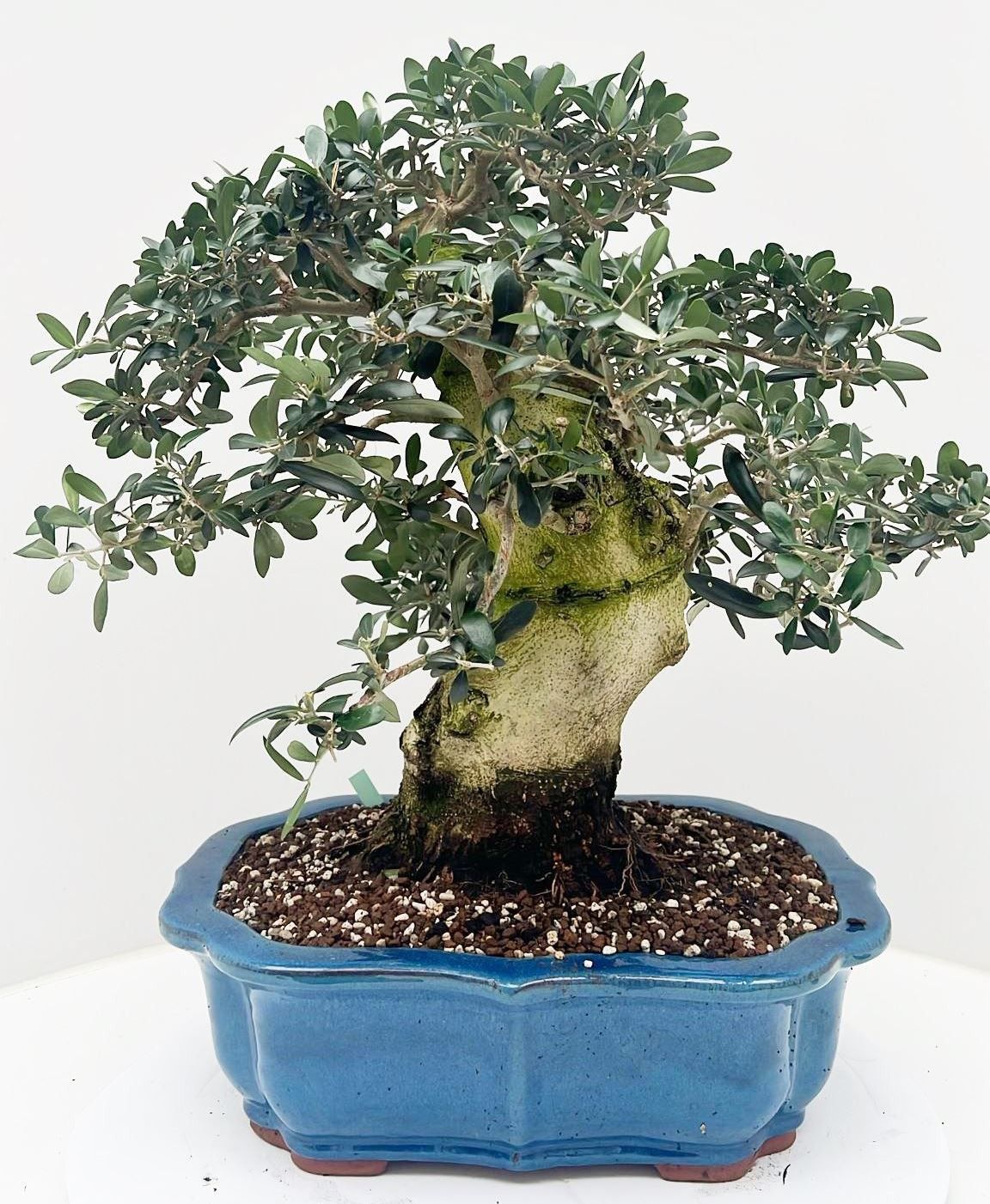 Olea europaea, pot 42cm. Height 65cm. (single item), D 42