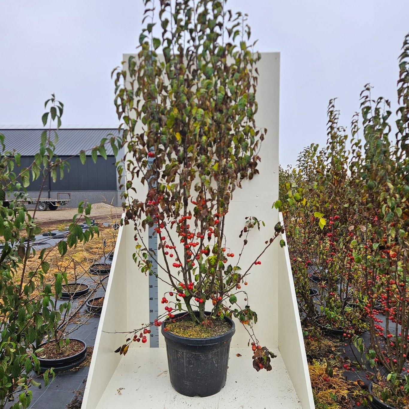 Malus 'Red Sentinel', D 55