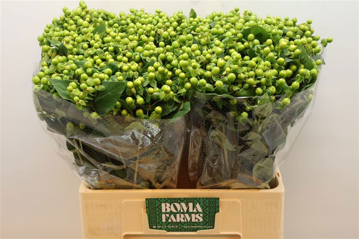 Гипперикум Мэджикал Грин Пауэр 60, шт.