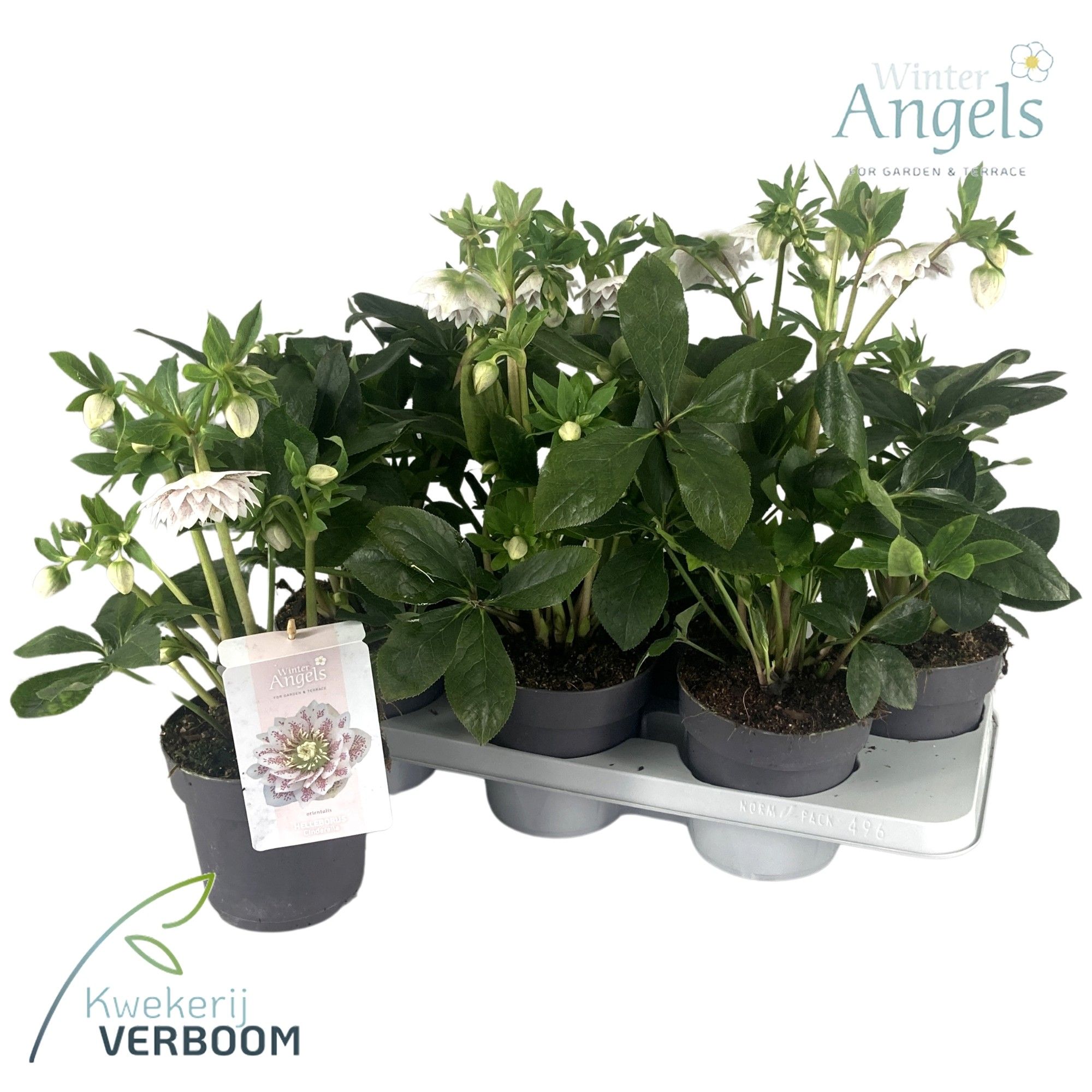Helleborus verboom cinderella p15, D 15