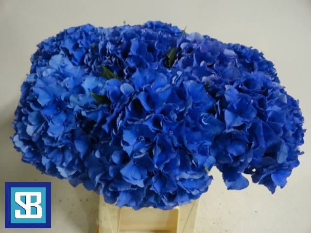 Гортензия Роял Парад 60, шт.