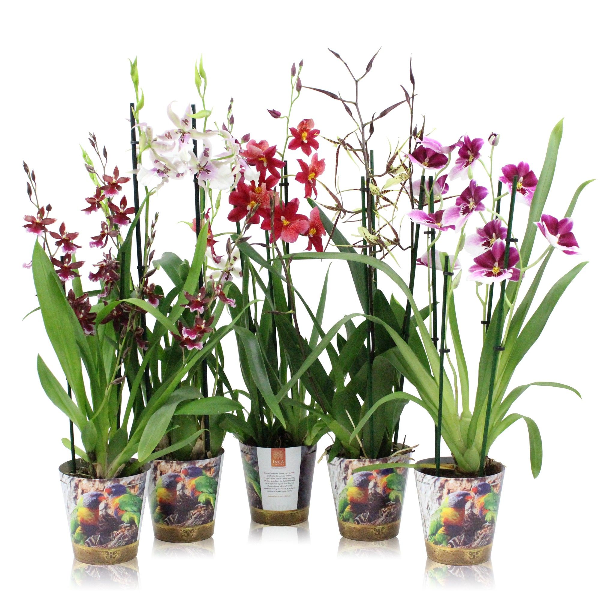 Inca Orchid mix 3 spike in Jungle cover, D 12