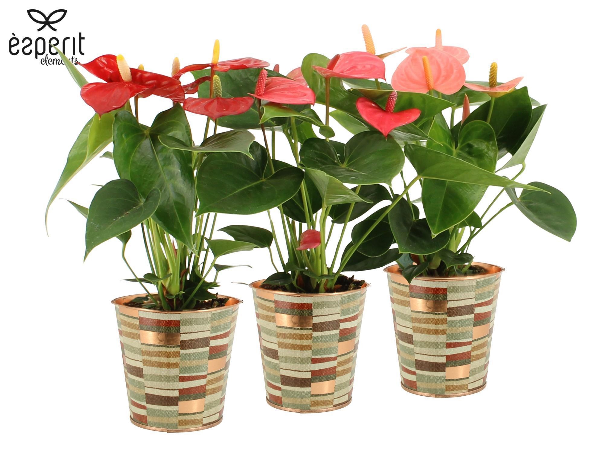 7504414: Solutionss Recreate, D 9