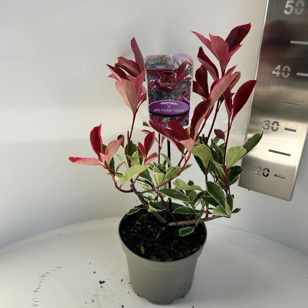 Photinia fras. Pink Marble, D 17 cm