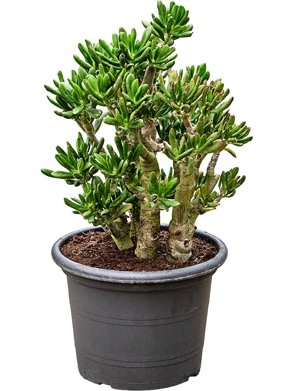 Crassula ovata 'Gollum', D 35 cm